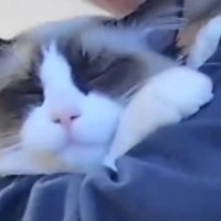 『抱っこされている猫』の表情を見てみると…『幸せ溢れる光景』に癒される人続出「むふーってなってる」「世界一幸せって顔」の声