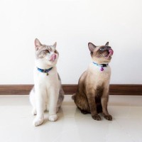 多頭飼育の猫たちは『ご飯トラブル』が多い？起こり得る3つの問題と対処法