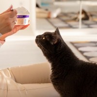 猫にとっても『ヨーグルト』は体にいい？与えるメリットや注意点をご紹介