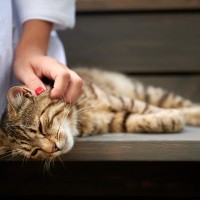 猫が『難聴』になる5つの原因　聞こえていないサインやなりやすい猫、飼育上の注意点などを解説