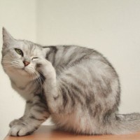 猫がいる部屋に『ノミ』が発生したときの対処法4選　警戒すべき侵入ルートも紹介