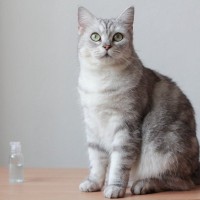 猫に『消毒液』は毒！有害である理由2選　拭き掃除や手指の消毒…どうすれば安全にできる？