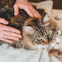 猫も『肩がこる』ことはある？気になったら試したいほぐし術4選