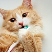 猫にはかえって危険になる『ダメな歯磨き方法』3選　正しい磨き方のアドバイスも