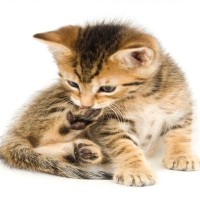 猫が『激しく爪を噛んでいる』4つの理由　ハンターとしての大切な習慣だった！