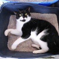 猫が『猫砂』を食べてしまうのはなぜ？4つの理由と、やめさせるための方法