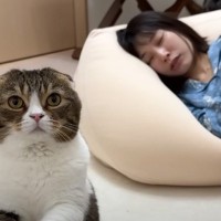 『全然起きないママ』→どうしても起こしたい猫が…賢すぎる『まさかの方法』に反響「かわいいｗ」「やり取りにほっこりした」と7万7000再生