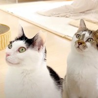 パパが料理をしていると、愛猫２匹がキッチンに出動してきて…あまりにも完璧な『お刺身警察っぷり』に「粘り勝ち」「ハイになるのかわいい」
