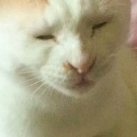 猫が自分の『お尻のニオイ』を嗅いだ結果……何とも言えない『表情』が面白すぎると249万表示「いい顔してる」「最高の顔」と反響続々