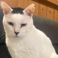 AIで猫を擬人化→可愛くなると思ったら…飼い主さんショックの『予想外すぎる姿』が129万表示「表情が最高ｗ」「昭和初期ｗ」と話題に