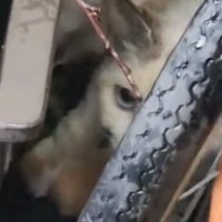 『子猫の鳴き声がずっと聞こえる』と連絡→保護しに向かった結果…感動が止まらない『まさかの展開』に「なんて奇跡」「本当によかった」の声