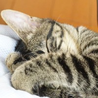猫が『手をクロス』しているときのキモチ3選　体の前や顔の前…位置によっても違うかも？