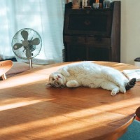 猫が『テーブル』に登りたがって困る！考えられる3つの理由と、やめさせるためのアイデア