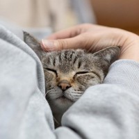 猫が『赤ちゃん返り』しているサインと、考えられる4つの原因　見られたらどう対処すれば？