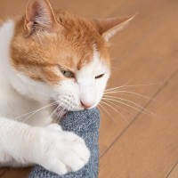 愛猫が飼い主さんの『足に噛みつく』3つの理由　地味に痛い…やめさせるには？