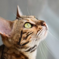 猫の気持ちは『耳の向き』からわかる！5つのパターン別に心理を解説　耳を倒してたら要注意？