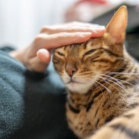 猫の機嫌を損ねてしまった！『信頼回復』のために試したい3つの対処法　時間が解決してくれることも…