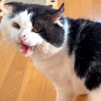 『野良歴10年』の老猫を保護→部屋に入るたびに威嚇されていたけど…1年後の『信じられない光景』に涙がでると10万再生「驚いた」「泣く」