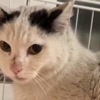 約１年半も外で暮らしていた『真っ黒に汚れた元野良猫』→初めてのお風呂に入れたら…感動の"大変身"に「本当にありがとう」「すごい！」と反響