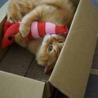 けりけりー！猫が『けりぐるみ』に夢中になる3つの理由　選ぶ際のポイントもご紹介