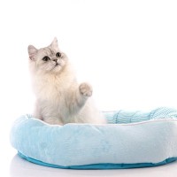 せっかく買ったのになぜ…愛猫が『猫ベッド』を使ってくれない3つの理由　寝てもらうにはどうすれば？