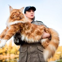 迫力満点な『大型猫種』3選　ギネス記録を連発する品種も…飼育上の注意点も紹介