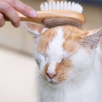 猫の『ブラッシング』サボるとどうなる？起こり得る5つのトラブル