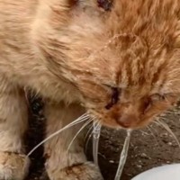 ５年以上外で生活、『ごはんが食べられなくなった猫』を保護した結果…後の様子に涙が止まらないと220万再生「感動をありがとう」「泣いた」