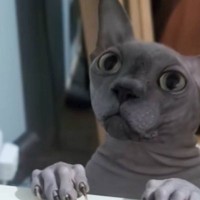 「落ち着いてｗｗ」猫に『ハシゴ登るのやめてくれる？』とお願いした結果…想像を遥かに超えてくる『笑撃の光景』が38万再生「可愛いｗｗ」