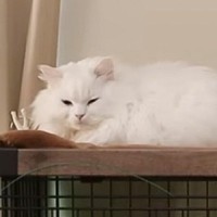 『新入りの保護猫』がやってきた翌朝、先住猫が…飼い主さん驚愕の『予想外の光景』に感動の声続出「じ〜んとした」「胸が熱くなる」