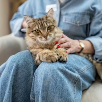 愛猫が『飼い主さんの上に乗りたがる』4つのかわいい理由　逆に乗ってもらえないのは私のせい？