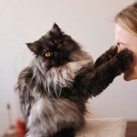 猫愛が深すぎる飼い主がやりがちな『愛猫へのNG行為』4選　愛しているなら“猫ファースト”を貫いて