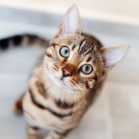 『寂しんぼうな猫』の特徴5選　どう接してあげるのがベスト？飼育するうえでの注意点もご紹介