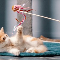 猫の『生きがい』になっている6つのこと　愛猫を幸せにしてくれる大切なルーティン！
