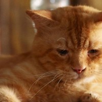 猫が『主に嫌われた！』と勘違いしちゃう飼い主の行為・態度5選　誤解を解くためのフォロー方法も