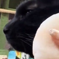 飼い主がお化粧をしていると、近くに寄ってくる黒猫…まさかの瞬間が可愛すぎると187万再生「ボク白猫になっちゃうよ」「得意げで可愛いｗ」