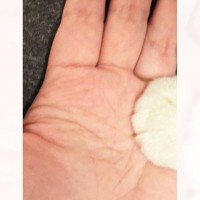 AIに手相を見てもらおうと思って手を撮ったら猫が……『予想外の瞬間』が可愛すぎると111万表示「すでに大吉」「ラブラブと読める」