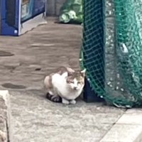 みかんの汁を舐めていた『空腹でゴミ置き場をさまよう猫』が保護された結果…後に見せた姿に「涙が止まらない」「本当にありがとう」の声