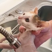 保護された赤ちゃん猫が『初めてのシャンプー』に挑戦した結果…悶絶必至の『可愛すぎる姿』が20万再生「参りましたｗ」「たまらない」