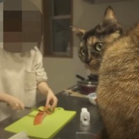 台所で飼い主さんの作業を『見守る2匹の猫』→サーモンを切っていると…日常の様子が癒されると６万再生「幸せな時間だね」「声出して笑った」