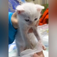 “イヤイヤ”しながら体を拭かれていた赤ちゃん猫→成長した結果…あまりにも『激変した様子』が54万再生「鳴き声かわいすぎ」「愛しい」