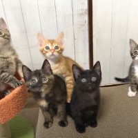 生後７週を迎えた子猫たちの記念撮影→『一箇所に集めた』結果…可愛すぎる『動きがシンクロする瞬間』に反響「お見事」「たまらん」