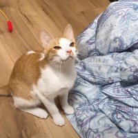 突然『子猫から信じられないほどの激臭』→原因を調べた結果……『衝撃の事実』に「とばっちり～ｗ」「綺麗になってよかったね」と10万再生