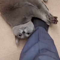 大好きなパパが出張から帰ってきたら、猫が…想像以上の『熱烈歓迎』に笑っちゃう人が続出「やっぱり靴下ｗ」「またたびならぬパパたび？ｗ」の声