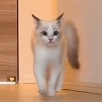 廊下を歩いてくる子猫→『歩き方』を見てみると…可愛すぎて笑っちゃう瞬間が80万再生「ポケモンみたいｗ」「常に幸せなんだろうなぁ」