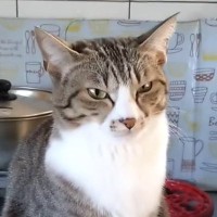 キッチンにいる猫→『右手』を見てみると……『まさかのポーズ』が可愛すぎると41万8000再生「拝みたくなる」「表情もポーズも最高」の声