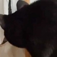 黒猫が『破れた障子』を覗いていたら…あまりにも予想できない『まさかのオチ』に「最高のリアクションｗｗｗ」「すごい瞬間」と27万再生