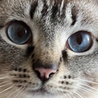 飼い主が仕事に行く準備をしていたら、猫が…休まざるを得ない『可愛すぎるまなざし』に11万人がキュン「置いていけない」「なんて可愛さ」