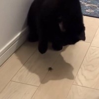 『カメムシに攻撃をしかけた猫』→もう1匹がニオイを嗅いでしまった結果…100点満点のリアクションに「ツボったｗ」「臭いよねｗ」の声