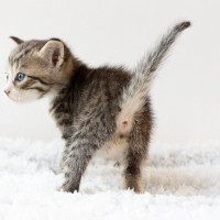 猫の『お尻』を襲う危険な病気4選　突然お尻が破裂することも…